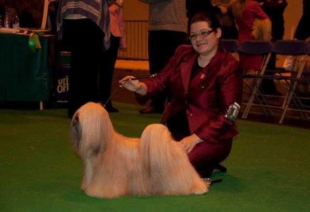 CHIC CHOIX ALEXANDER THE GREAT | Lhasa Apso 