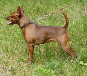 DIANA VOM CAMP ACHENSEE | Miniature Pinscher 