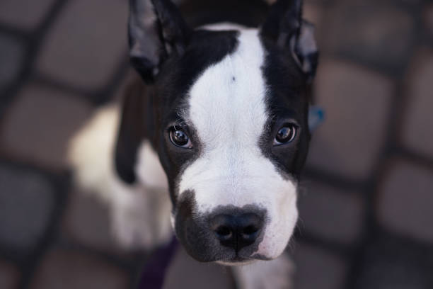 American Pit Bull Terrier