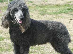 Kalee-Rose Black Velvet | Poodle 