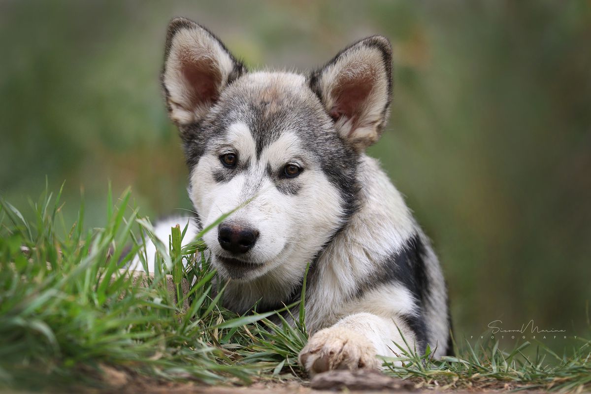 YUGA SATYA BARBIEQ | Alaskan Malamute 