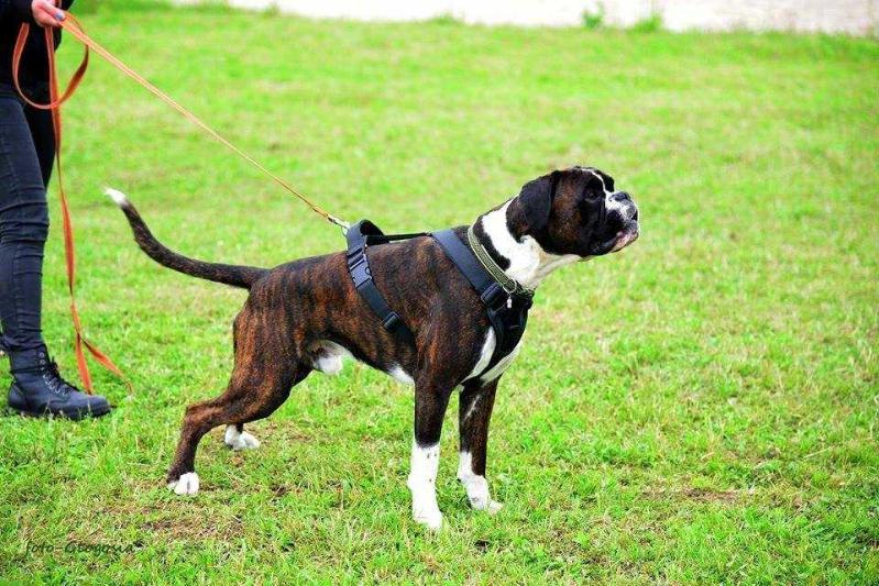 TONY DINOZZO TOKKYO Glogosia | Boxer 
