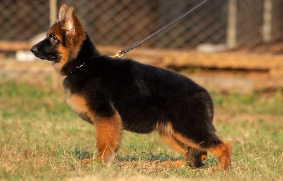 Ivory vom Branch Mark | German Shepherd Dog 