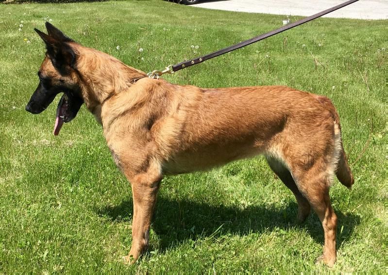 PSD JACQUI DE ARACOURURO | Belgian Malinois 
