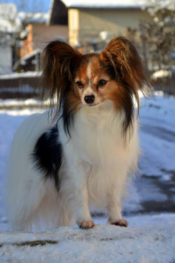 Athos Amico Scuro | Papillon 