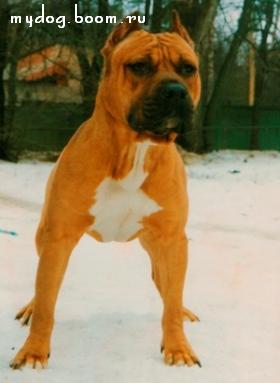 ROUNDER'S CEDAR CHOPPER | American Staffordshire Terrier 