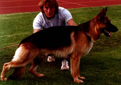 Eros vom Baiselsberg | German Shepherd Dog 