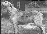 Ballyhara Rumor | Irish Wolfhound 