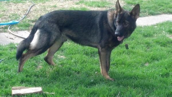 Pretu Onyx Vom Tonti | German Shepherd Dog 