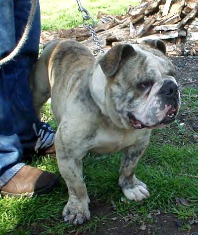 RockRoll's Mazmillion Mazzer | Olde English Bulldogge 