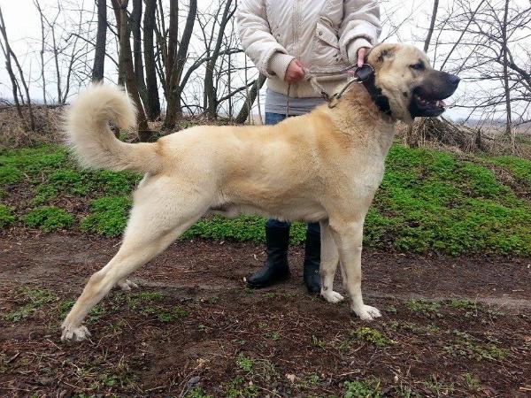 Emír [Kral X) | Kangal 