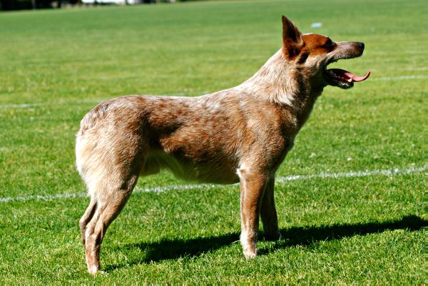 Red Town's Gus | Australian Cattle Dog 