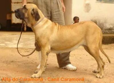 Alfa do Caramona | Fila Brasileiro 