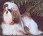 Wingate's Never Say Dye | Shih Tzu 