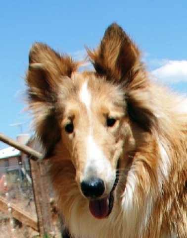 Windmark Freedom O'Gold Chip Stock | Rough Collie 