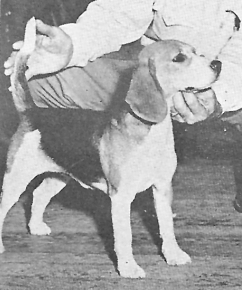 Dellwood Mary Lou | Beagle 