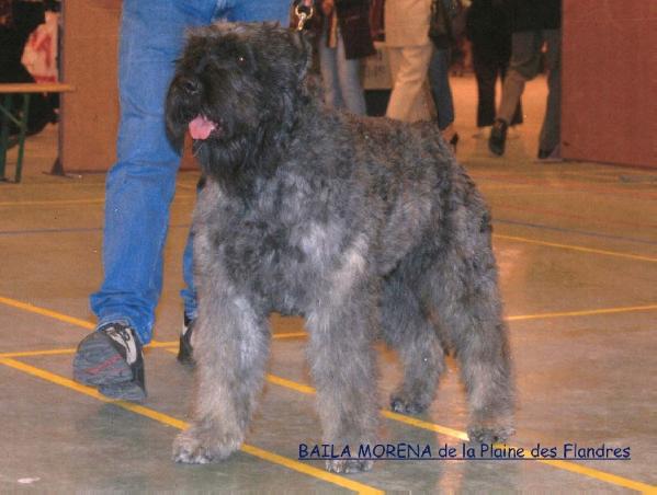 BAILA MORENA de la plaine des Flandres | Bouvier des Flandres 