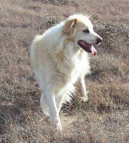 Butcher's Sandy Sue | English Shepherd 