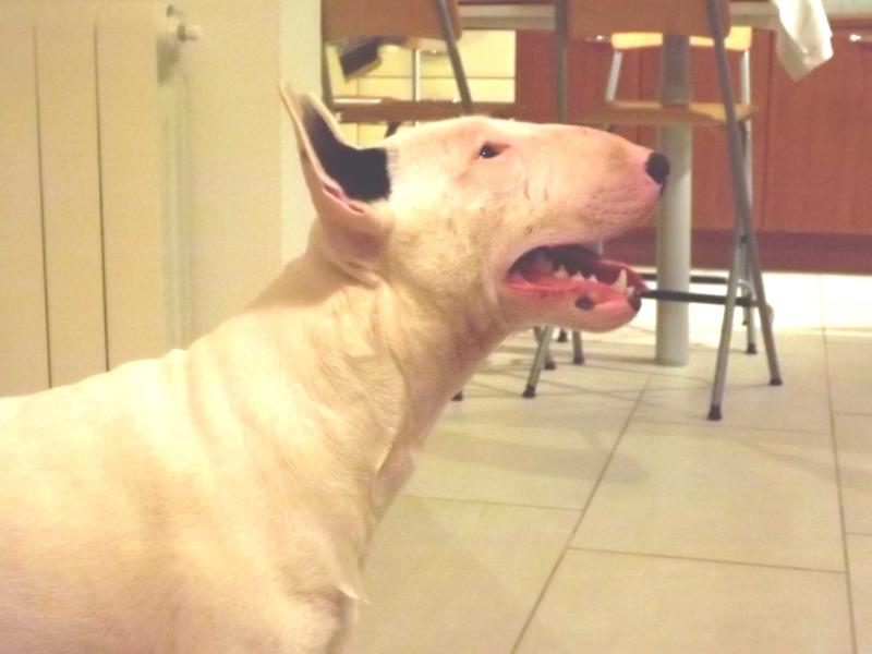 Quentin Tarantino di Casa Sineri | Bull Terrier 