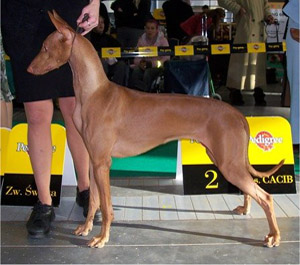 Siphra's Charisma To RR | Pharaoh Hound 