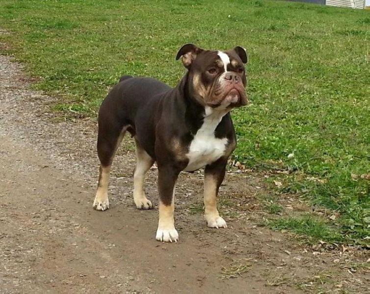 Pelto's Harlow | Olde English Bulldogge 