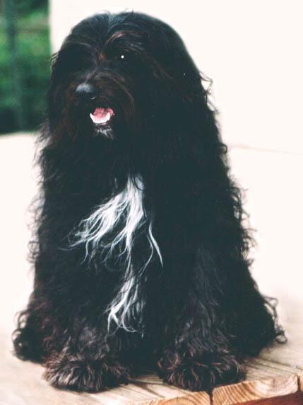 DALGHANI'S T’LEN KEN OF MALISHAR | Tibetan Terrier 