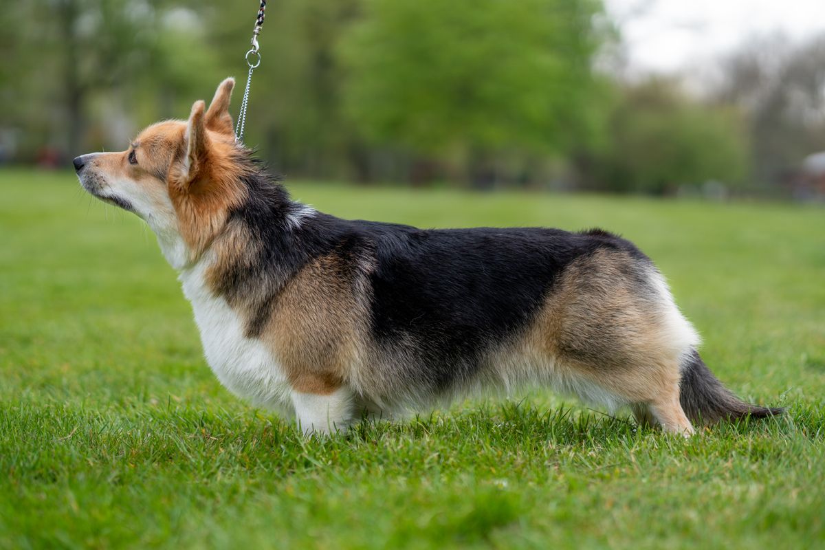 Fairy Steed Ace of Hearts | Pembroke Welsh Corgi 