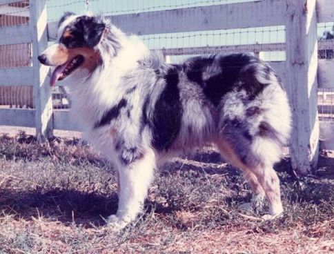Brigadoon's Moonraker | Australian Shepherd 