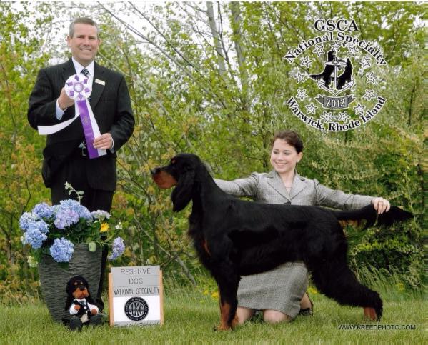 Stargazer Finnish Line | Gordon Setter 