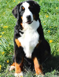 Adesa Castlemtn Ms American   Pie | Bernese Mountain Dog 