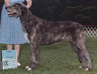 Redtop's Regina | Irish Wolfhound 
