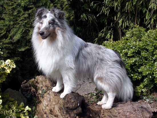 The Charmed Ones Biscuit in Blue | Shetland Sheepdog 