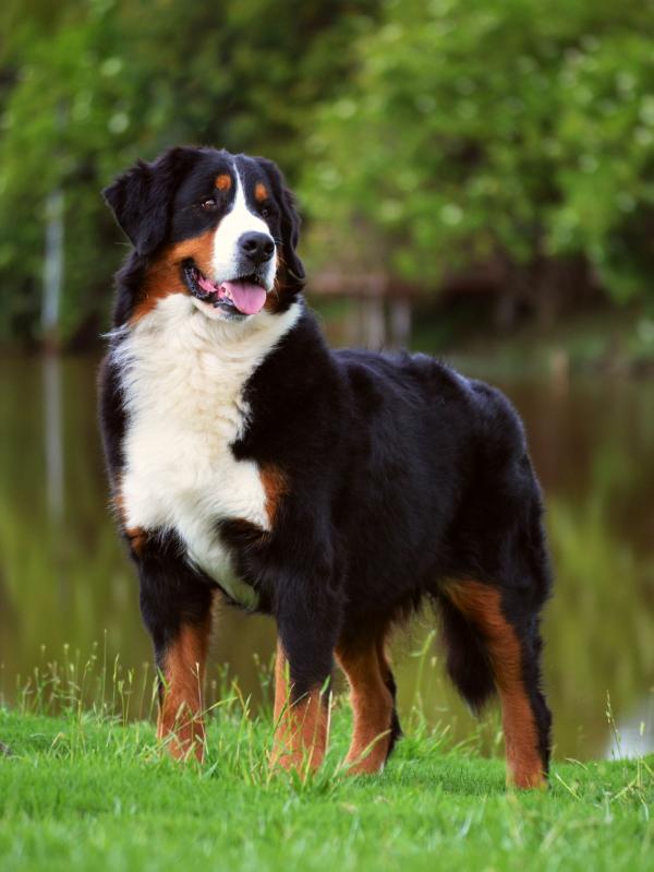 Eversleigh  Like Nothing Else | Bernese Mountain Dog 