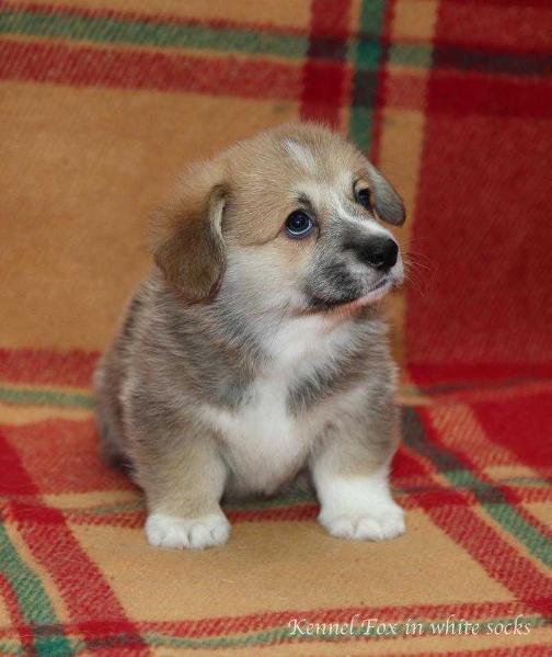 Auron Fox in white socks | Pembroke Welsh Corgi 