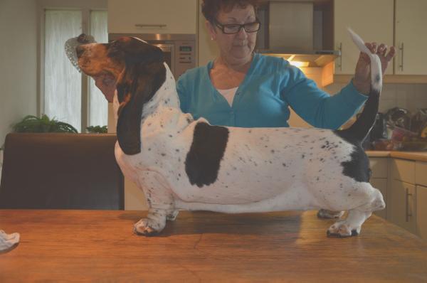 Maple Street Konfetti | Basset Hound 