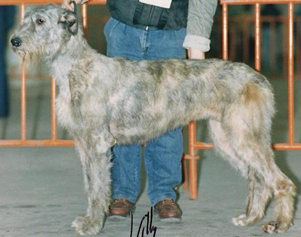 Rose von der Oelmühle | Irish Wolfhound 