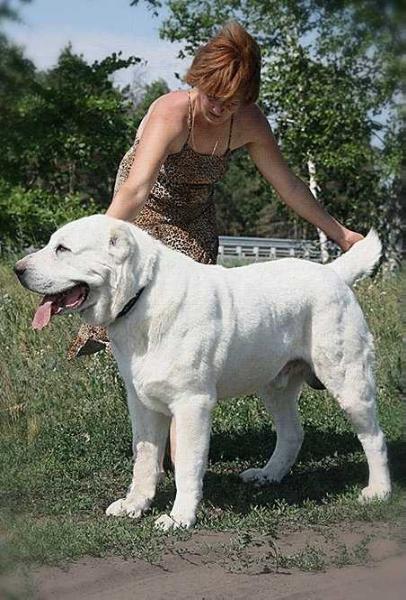 YOLBASHCHY BAYAZ-BURY | Central Asian Shepherd Dog 