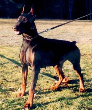 Bo v. Blitzkrieger | Black Doberman Pinscher