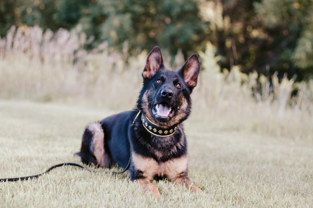 Regera Von Dem Bauernhof | German Shepherd Dog 
