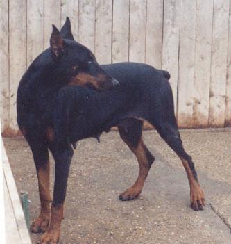 Bella v. Blitzkrieger | Black Doberman Pinscher