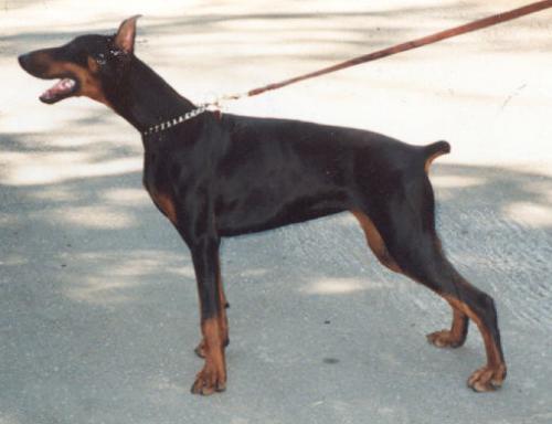 Blaze v. Blitzkrieger | Black Doberman Pinscher