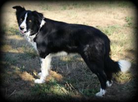 Sissy ABC 239998 | Border Collie 