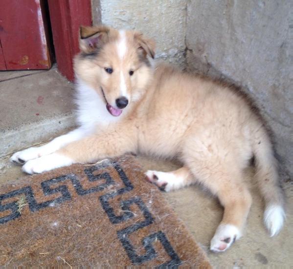 Romany's Keeper | Rough Collie 