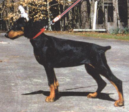 Bjori v. Blitzkrieger | Black Doberman Pinscher