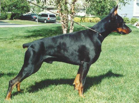 Bogart v. Blitzkrieger | Black Doberman Pinscher