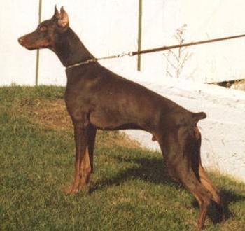 Benno v. Blitzkrieger | Brown Doberman Pinscher