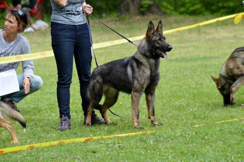 Blanc de Noirs z Moravskych vinic | German Shepherd Dog 