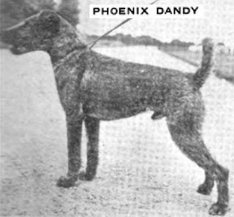 Phoenix Dandy (~1920s) | Airedale Terrier 