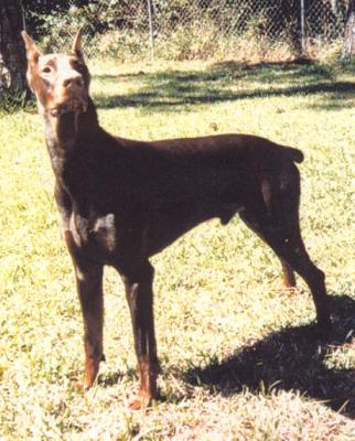 Big Dino v. Blitzkrieger | Brown Doberman Pinscher