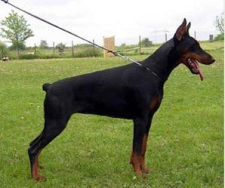 Sarah di Perlanera | Black Doberman Pinscher